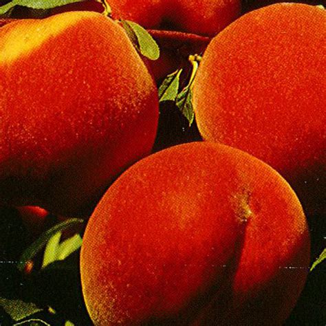 Prunus Persica Red Haven Peach And Nectarine Trees Arts Nursery
