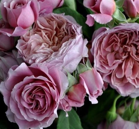 Роб а ля Франсуаз (Robe a la francaise) посадка плетистой розы в грунт ...