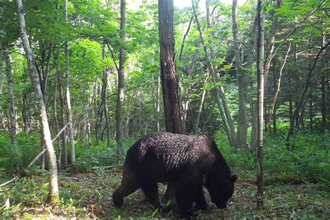 oso