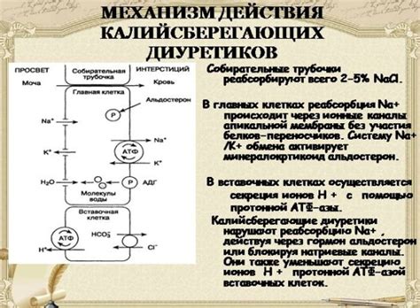 Калийсберегающие диуретики: список препаратов, действие и ...