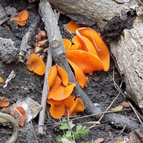 Free picture: Orange peel fungus (Aleuria aurantia) endemic specie mushroom