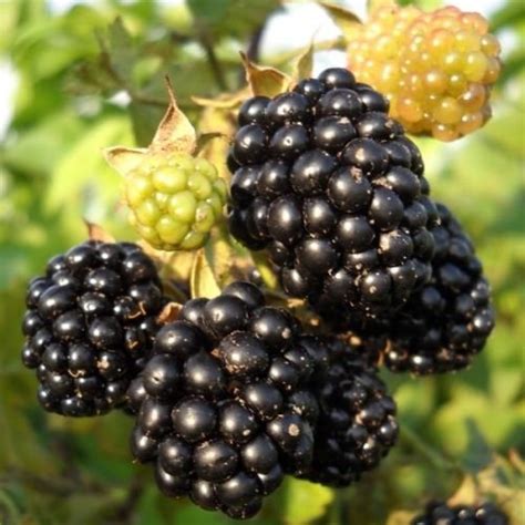 Особенности выращивания ежевики » Сад и Огород. Советы и идеи дачникам ...