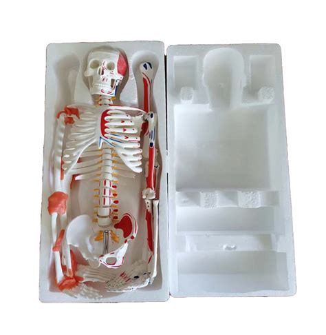 85cm Medical Human Model Skeleton With Neurovascular Model For Human