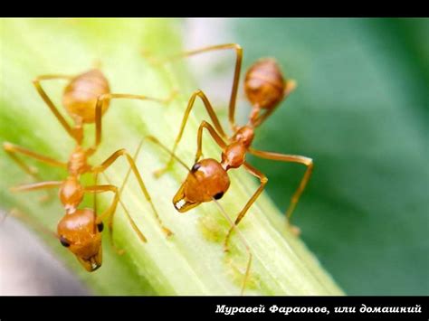 Муравьи и муравейник - презентация онлайн