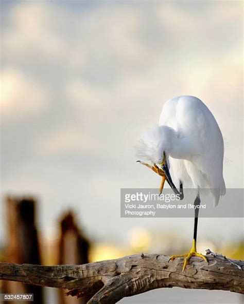 179 Funny Egret Stock Photos High Res Pictures And Images Getty Images