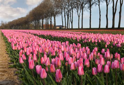 Contact - Tulip Festival Amsterdam
