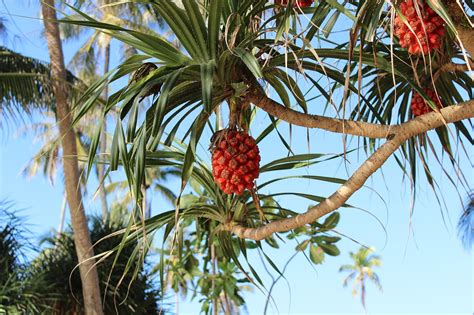 Пандан (множество фото) - treepics.ru