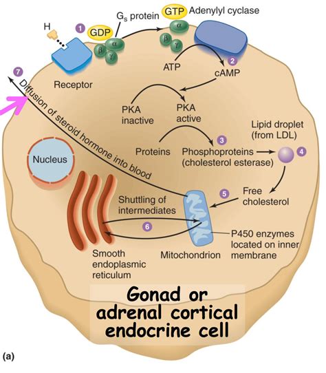 Adrenal Gland Hormone Synthesis