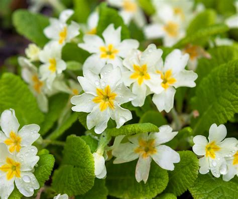 Snow-resilient flowers – 5 beautiful blooms that will…