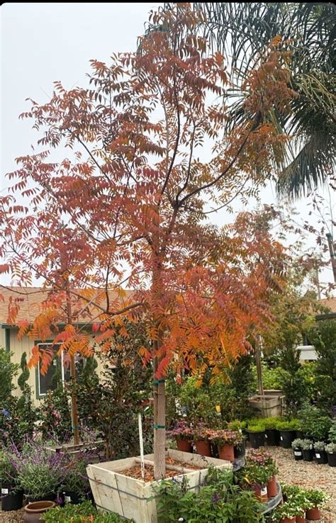 Chinese Pistache — Bolles Nursery