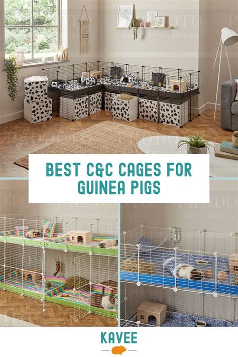 C C Cages For Guinea Pigs Artofit