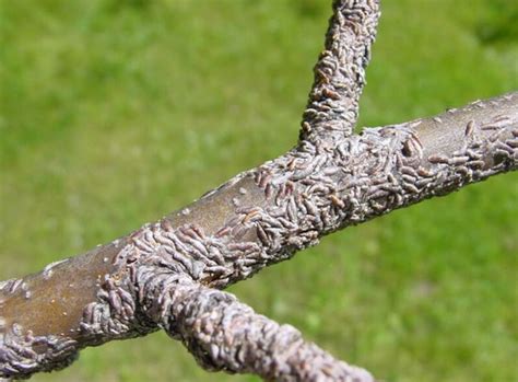 Айва «Юкиготен» – купить саженцы оптом и в розницу – питомник Сады Урала