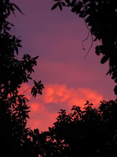 MUDHEART POTTERY BLOG: Male Carpenter Bee