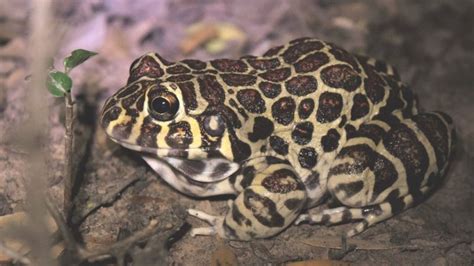 Sex Life Of Rare Leopard Print Frog Revealed Newsonday