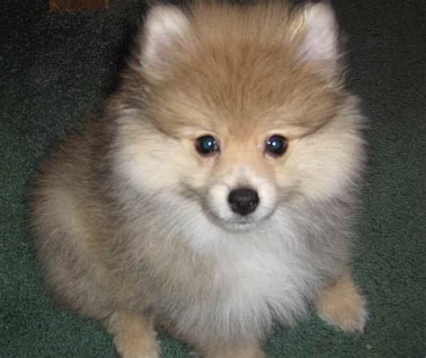 Pomeranian My Dog Breeders Part 140