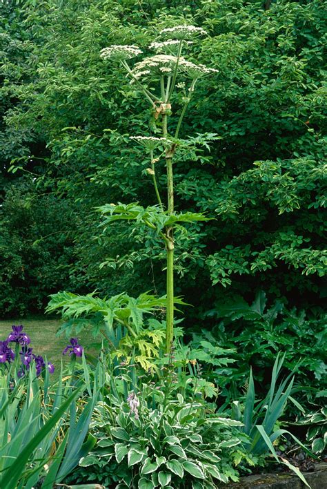 Giant Hogweed Invasive Plant