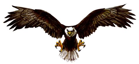 Dibujos De Aguilas A Color Imagui