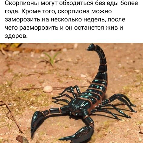 Я #скорпион ))) | Анатомия животных, Животные, Оригами рыба