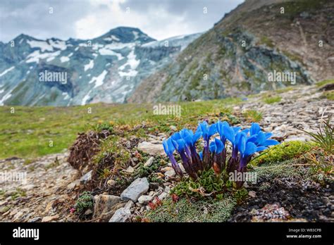 Gentiana Fleur alpine. La flore alpine de Glockner massif de montagne ...