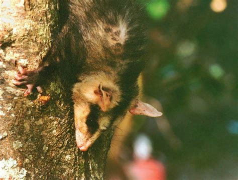 Comadreja Overa Didelphis Albiventris EcoRegistros