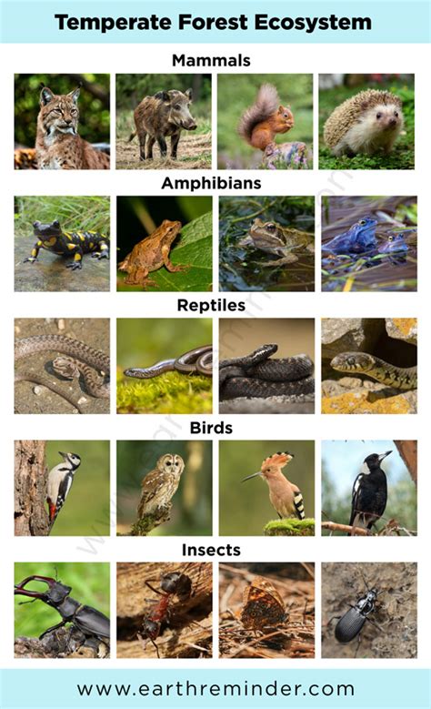 forest animals list