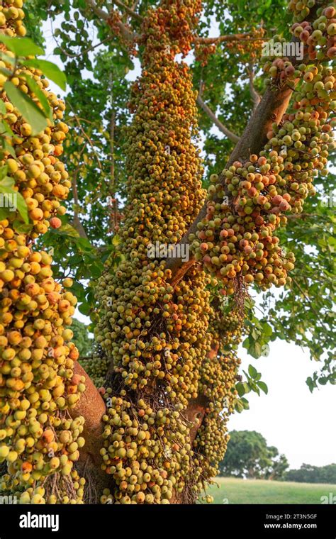 Clusters Of Ficus Racemosa Wild Figs Growing Directly From The Body Of