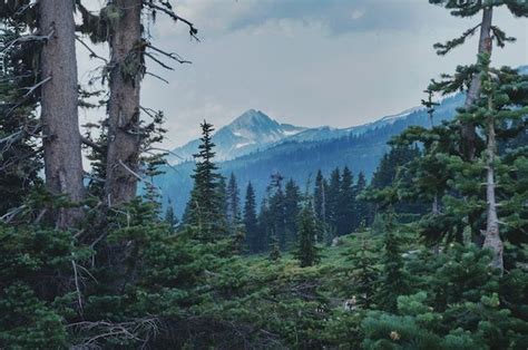 Mengenal Apa Itu Hutan Konifer Dan Tumbuhan Yang Hidup Di Dalamnya Kids