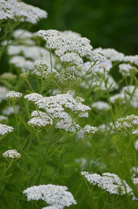 Achillea millefolium Yarrow | Prairie Moon Nursery