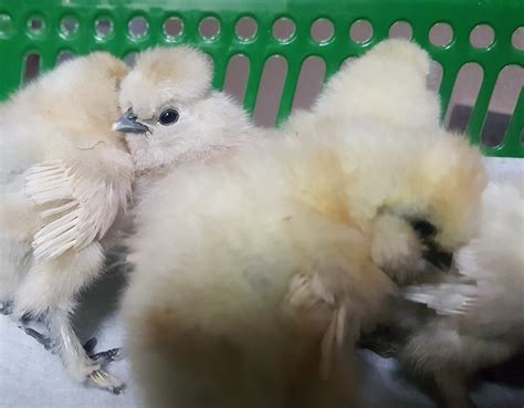 J And S Farm Sizzles Are A Silkie Cross Trying For