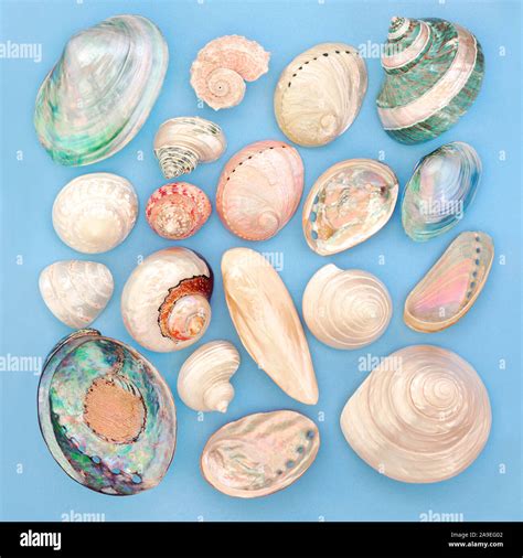 Mother Of Pearl Seashell Selection On Blue Background Stock Photo Alamy