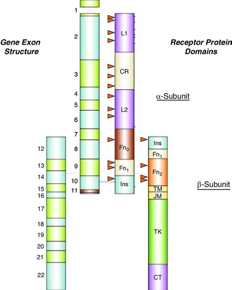 Modular Structure Of Insulin Receptor Ir Gene And Protein Schematic