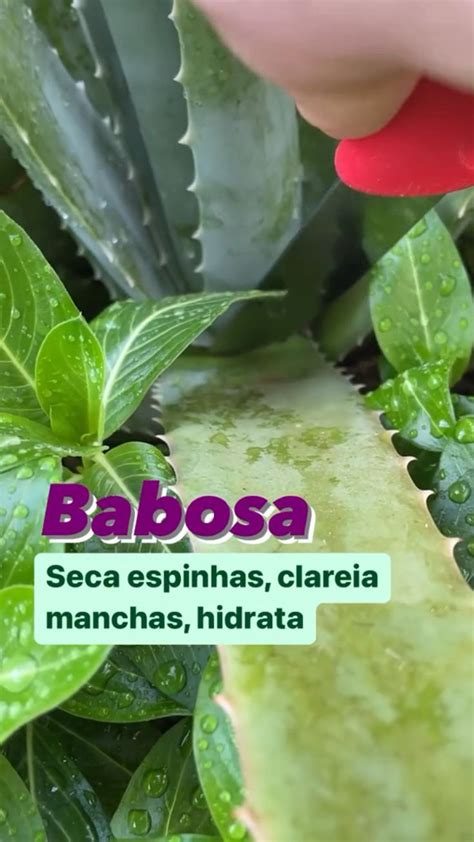 Babosa E Bom Para Espinha - Como secar espinhas e secar manchas com Babosa !! | Babosa, Receitas ...