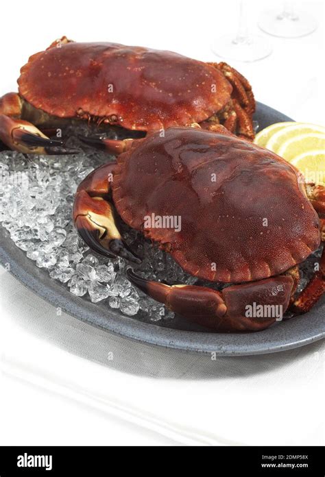 Fresh Edible Crab Cancer Pagurus On Ice Stock Photo Alamy