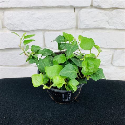 Hedera helix Wonder / Bluszcz | Kwiatowy Dom - sklep internetowy z ...