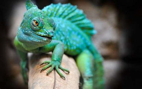 Chameleon Reptile Online Jigsaw Puzzles