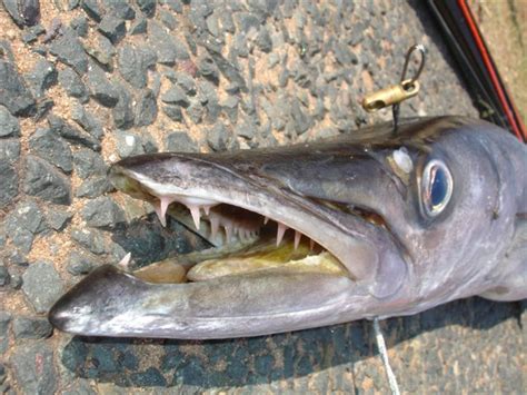 На лов за зъбати баракуди - Spearfish.org