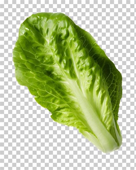 Premium PSD Romaine Lettuce Isolated On White And Transparent