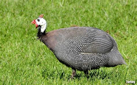 What Animals Reproduce Asexually : Animal Reproduction & Development