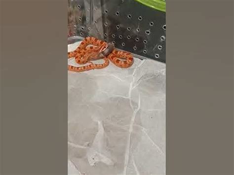 #змія #обід змії#домашня змія - YouTube