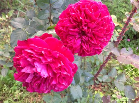 Роза Шекспир