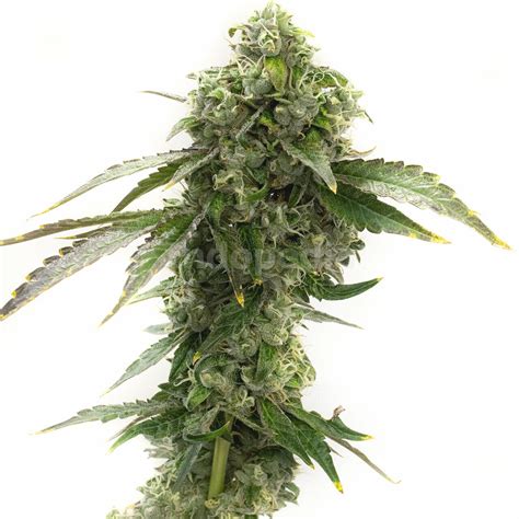 Cheese Feminized Cannabis Seeds Indopedia