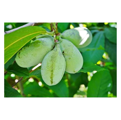 Paw Paw Tree Seeds For Planting 6 Seeds Edible Fruit Tree Made In