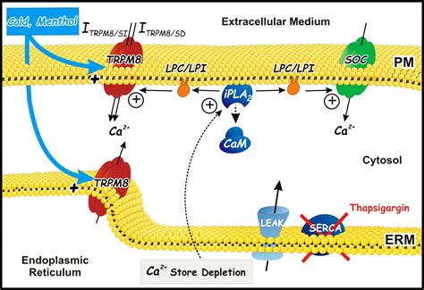 Ca2 Independent Phospholipase A2 Dependent Gating Of Trpm8 By