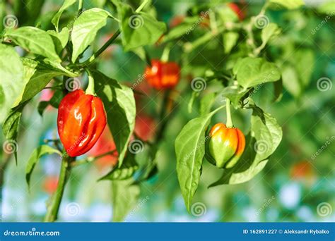 Habanero Plant Featuring Fresh, Ripe Habanero Peppers, Ready for ...