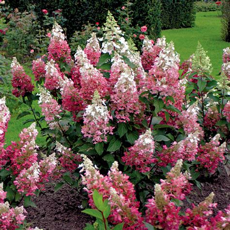 Гортензия метельчатая Пинки Винки (Hydrangea paniculata Pinky Winky ...