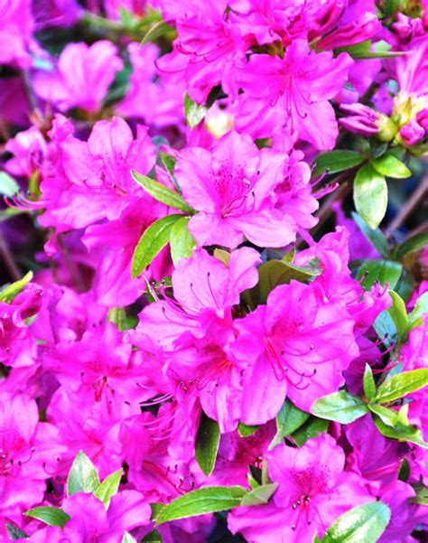 Купить азалию японскую в контейнере в Киеве. Саженцы Rhododendron ...