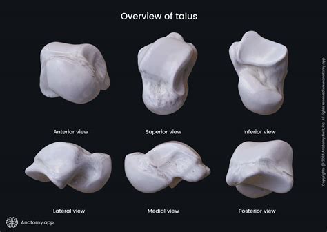 Talus | Anatomy.app