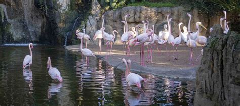 Bioparc Valencia Conmemora El D A Mundial De Los Humedales Con