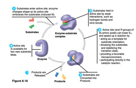 Ch 2: Cellular Metabolism Flashcards | Quizlet