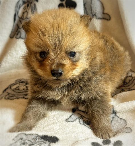Finnish Spitz Puppies For Sale